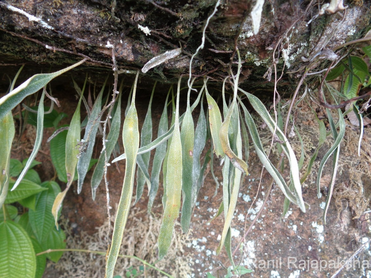 Pyrrosia lanceolata  (L.) Farw.